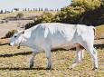 Dal 17 al 18 agosto il Gigante Bianco a Montepulciano