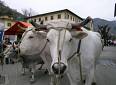 Coronavirus: approvvigionamenti Gdo ed emergenza delle aziende agricole