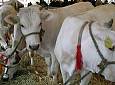 Antica Fiera di Lastra: più spazio alla Mostra del Bestiame