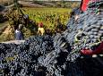 Vendemmia: decine di eventi nelle aziende vinicole in Toscana