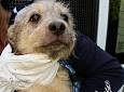 “Non abbandonate cani e gatti, non sono contagiosi