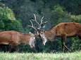 Cervo nobile: censimento nelle Foreste Casentinesi ascoltando il richiamo d'amore