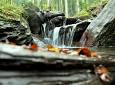 Forest Bathing: la misura scientifica dei benefici