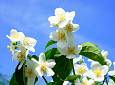 Meditare con i fiori di Bach - Amici di San Martino