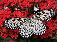 Lepidoptera, nel mondo delle farfalle - Istituto Don Orione