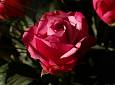 Firenze Flower Show, Mostra Mercato Piante Rare e Inconsuete - Giardino Corsini