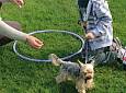Corso Baby Conduttore (Liv. Puppy) per bambini da 3 a 6 anni - Accademia Cinofila Fiorentina
