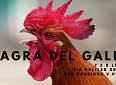 Sagra del Gallo 8a edizione - Piazzetta del Bardella