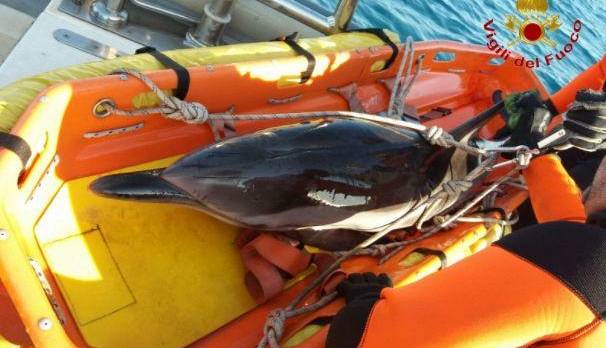 Delfini spiaggiati: troppi cetacei morti nel mare toscano