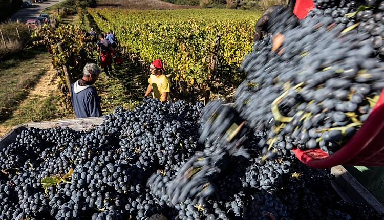 Vendemmia: decine di eventi nelle aziende vinicole in Toscana