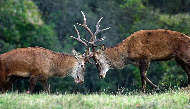 Cervo nobile: censimento nelle Foreste Casentinesi ascoltando il richiamo d'amore
