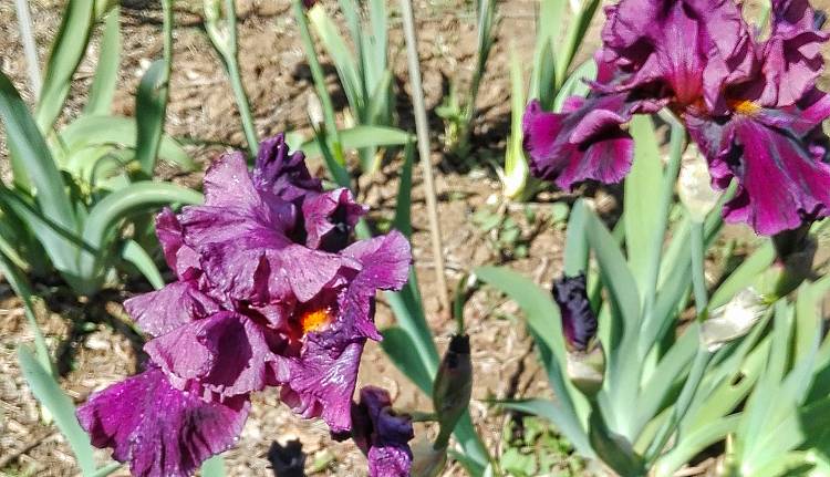 Evento Visita guidata ai giardini dell'Iris e delle Rose Giardino dell'Iris