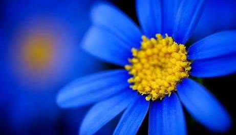 Evento Meditazione del fiore blu Centro yoga Atman