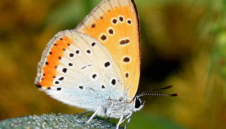 Evento Le farfalle rare del Padule di Fucecchio: strategie adattative che generano bellezza Padule di Fucecchio