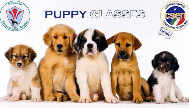 Evento Puppy Classes (Scuola per Cuccioli dai 3 ai 6 mesi) Accademia Cinofila Fiorentina