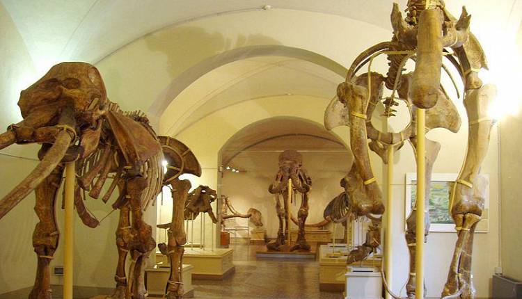 Evento Museo di Storia Naturale - Sezione di Geologia e Paleontologia