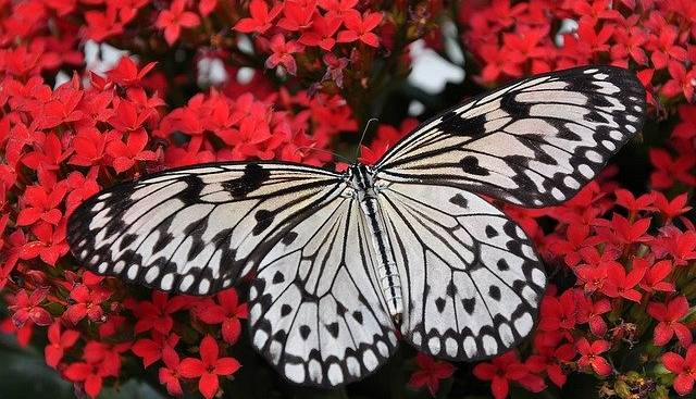 Evento Lepidoptera, nel mondo delle farfalle Istituto Don Orione