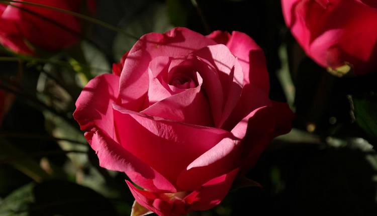 Evento Firenze Flower Show, Mostra Mercato Piante Rare e Inconsuete Giardino Corsini