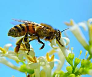 Evento Festa delle api e della biodiversità - Dintorni di Firenze