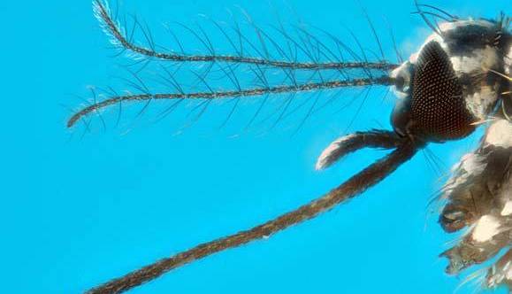 Tre casi di Dengue in città