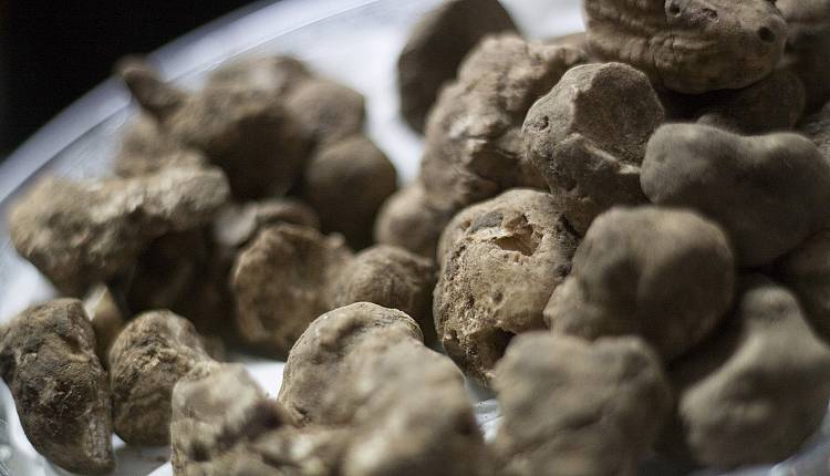 Mostra del Tartufo Bianco di San Miniato a novembre