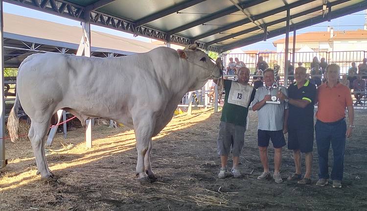 Mostra regionale razza Chianina, vince il toro Iron
