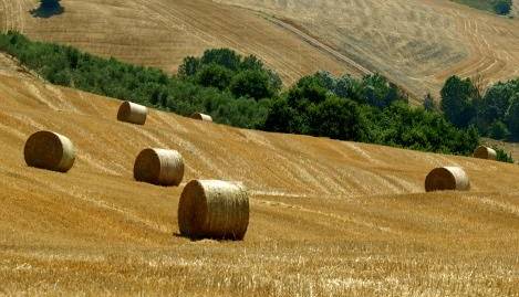 Incidenti mortali sul lavoro: in Toscana uno su tre avviene in agricoltura