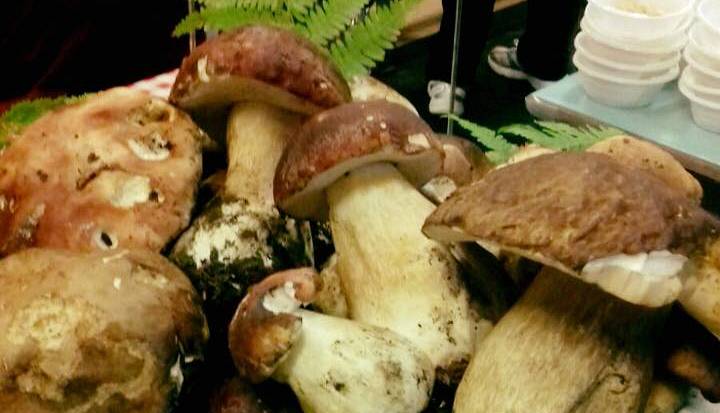 Mostra di Funghi e Frutti selvatici 2024 a Villa Arrivabene