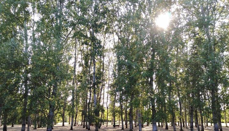 Settembre porta il Cinema all'aperto al Galluzzo