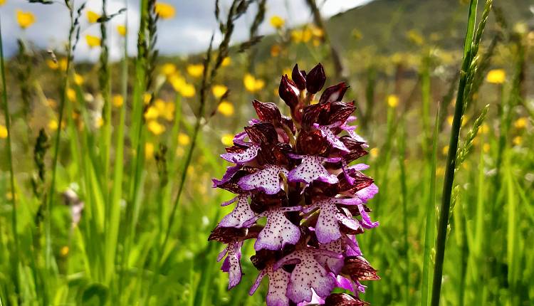 Evento Villa medicea della Petraia: alla scoperta delle orchidee spontanee Villa medicea La Petraia