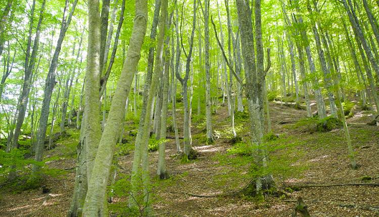 Evento Sylvatica Parco Nazionale delle Foreste Casentinesi, Monte Falterona, Campigna - Centro Visite Badia Prataglia