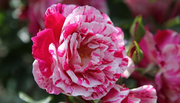 Evento  Firenze Flower Show Giardino Corsini