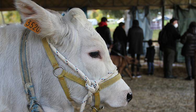 Evento Autumnia Città di Figline Valdarno