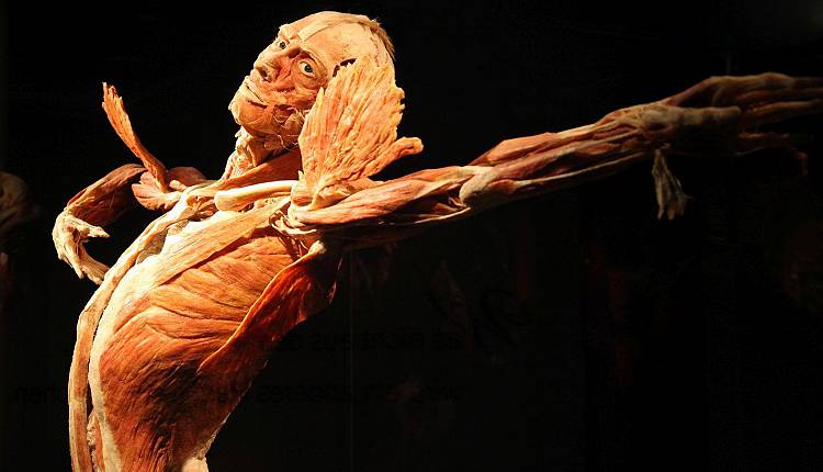 Evento Body worlds Auditorium Santo Stefano al Ponte