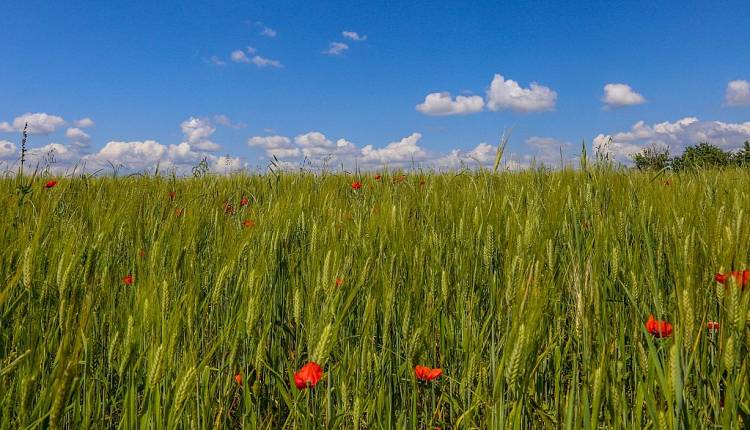 Evento Escursione Guidata di Pasquetta a Montaperti Andare a Zonzo Trekking ed Escursioni