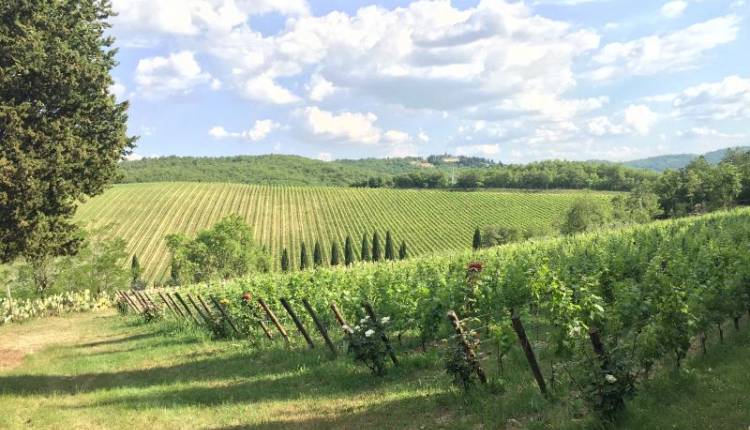 Evento Cena in Vigna per la Vendemmia azienda agricola querceto di castellina