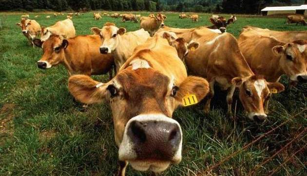 Evento Fiera agricola Mugellana Centro storico