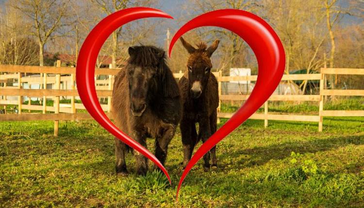Evento San Valentino in fattoria  Accademia Cinofila Fiorentina