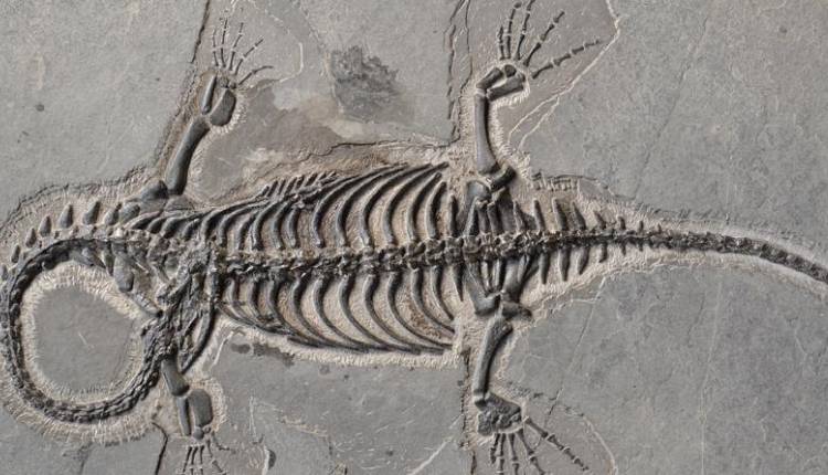 Evento Marco Polo 240 milioni di anni fa. Vertebrati marini dalla Cina Meridionale Museo di Storia Naturale - Sezione di Geologia e Paleontologia