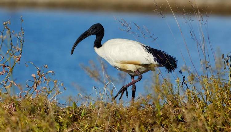 Evento Gli uccelli fra storia, leggenda, arte e letteratura Centro Visite della Riserva Naturale del Padule di Fucecchio