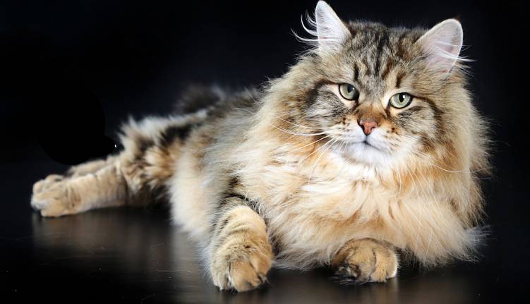 Evento Un gatto per amico Palazzetto dello Sport - Estraforum