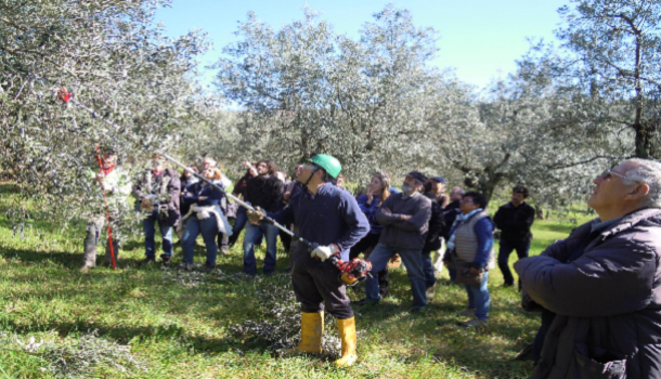 Evento Corso di potatura olivi Villa Bardini