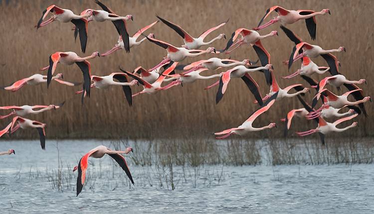 Evento Ornitologi da tutta la Regione a Fucecchio Centro Visite della Riserva Naturale del Padule di Fucecchio
