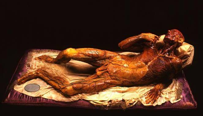 Evento Visita Guidata: Museo la Specola Domenica 8 Maggio Museo di Storia Naturale