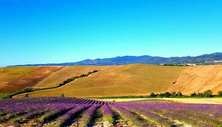 Evento Escursione guidata in Toscana per la fioritura della lavanda Andare a Zonzo Trekking ed Escursioni