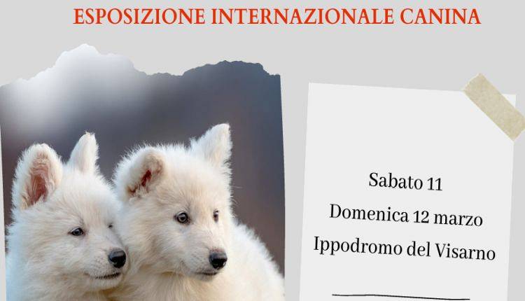 Evento Esposizione intrenazionale canina di Firenze Ippodromo del Visarno