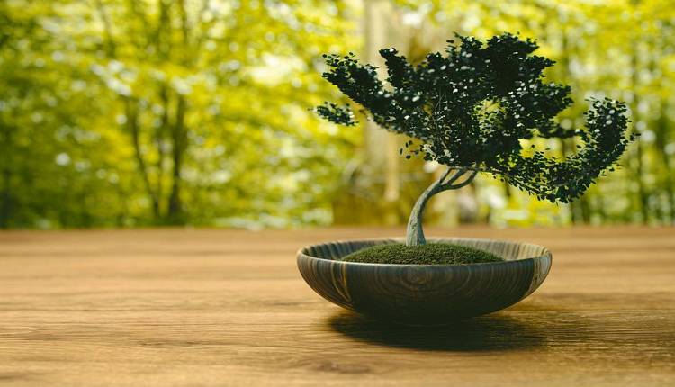 Evento Mostra di bonsai e suizeki Villa Arrivabene