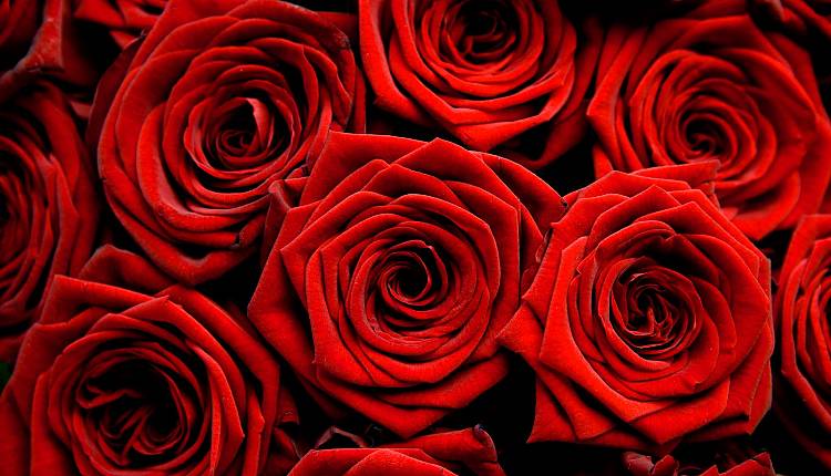 Evento Celebrate Love SESTO on Arno