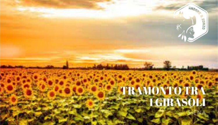 Evento Escursione guidata al tramonto tra i girasoli Andare a Zonzo Trekking ed Escursioni