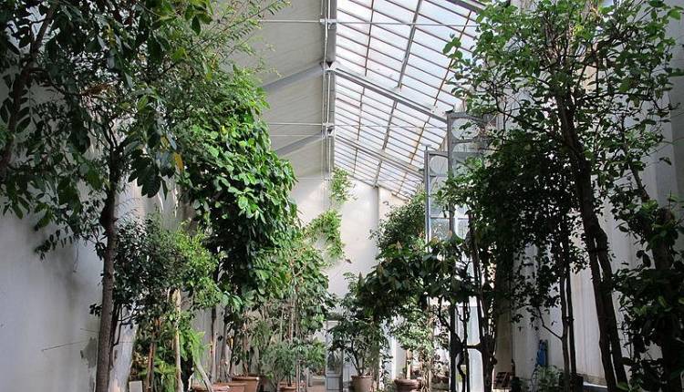 Evento I volti delle piante Orto Botanico - Giardino dei Semplici